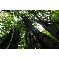 Woodland Bushcraft with Finn Melia - Sunday 6th August 2023